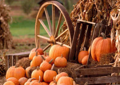 Pumpkins at a pumpkin patch