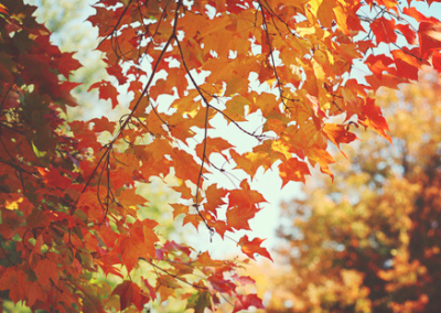 Orange and yellow fall leaves