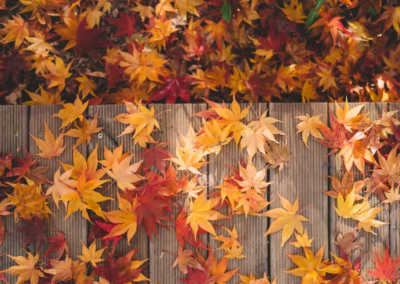 Fall leaves on a wooden path