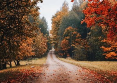 Colorful fall leaves on trees framing a road