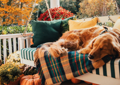 Dog sleeping on a plaid blanket on the porch of a country house