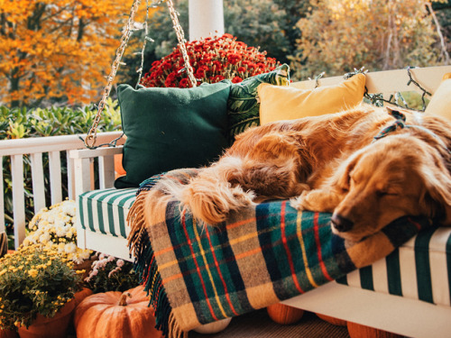 Dog sleeping on a plaid blanket on the porch of a country house