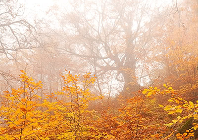 Foggy sky over yellow fall leaves