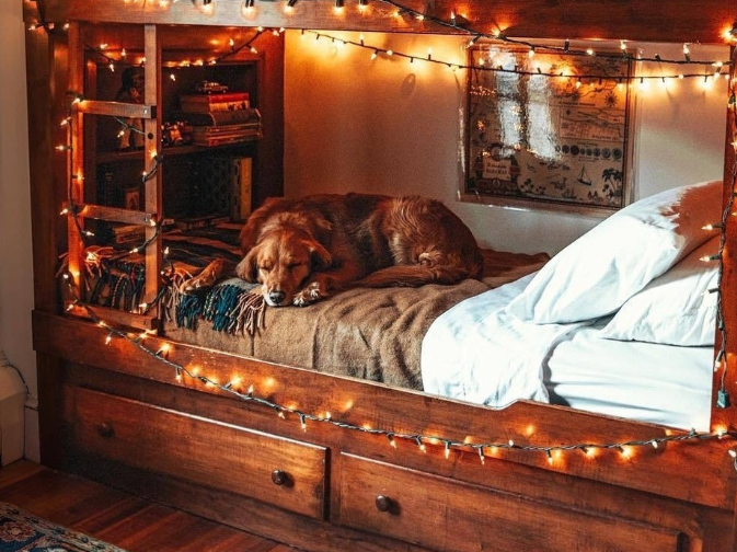 Dog sleeping on a bed framed by lights