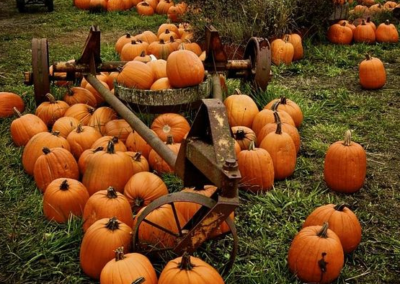 Pumpkins at a pumpkin patch