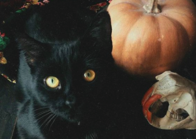 A black cat with a pumpkin and animal skull