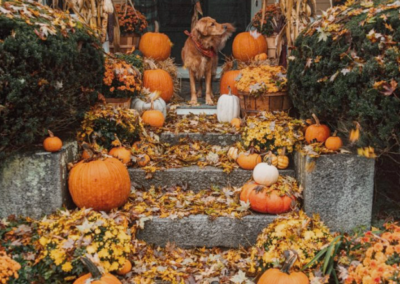 Steps to a house lined with pumpkins and a dog at the top of them