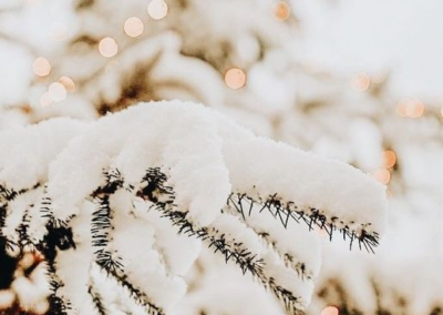 Close up of snow on a Christmas tree